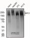 Niemann-Pick C1 protein antibody, NBP2-76798, Novus Biologicals, Western Blot image 