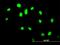 GA Binding Protein Transcription Factor Subunit Alpha antibody, H00002551-M06, Novus Biologicals, Immunofluorescence image 