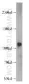 Prominin 1 antibody, 18470-1-AP, Proteintech Group, Western Blot image 