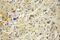 cAMP-dependent protein kinase catalytic subunit beta antibody, 12232-1-AP, Proteintech Group, Immunohistochemistry frozen image 