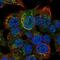 Serpin Family D Member 1 antibody, NBP2-33764, Novus Biologicals, Immunofluorescence image 