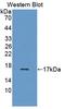 TRF antibody, LS-C372452, Lifespan Biosciences, Western Blot image 