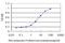 Zinc Finger Protein 131 antibody, H00007690-M07, Novus Biologicals, Enzyme Linked Immunosorbent Assay image 