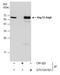 Autophagy Related 12 antibody, GTX124181, GeneTex, Immunoprecipitation image 