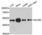 Nucleobindin-2 antibody, A12641, ABclonal Technology, Western Blot image 