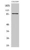 Forkhead Box O3 antibody, STJ93128, St John