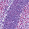 Poly(ADP-Ribose) Polymerase 1 antibody, LS-C88663, Lifespan Biosciences, Immunohistochemistry paraffin image 