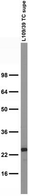 Calbindin 1 antibody, 75-452, Antibodies Incorporated, Western Blot image 