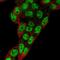 Prospero Homeobox 1 antibody, HPA000842, Atlas Antibodies, Immunofluorescence image 