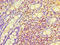 Ras-related protein Rab-6A antibody, LS-C370204, Lifespan Biosciences, Immunohistochemistry paraffin image 