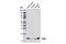 Presenilin Enhancer, Gamma-Secretase Subunit antibody, 8598S, Cell Signaling Technology, Western Blot image 