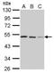 SH3 Domain Containing GRB2 Like, Endophilin B2 antibody, GTX120037, GeneTex, Western Blot image 