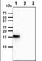 Synuclein Alpha antibody, NBP1-04321, Novus Biologicals, Western Blot image 