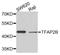 Transcription Factor AP-2 Beta antibody, A7935, ABclonal Technology, Western Blot image 