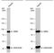 Ribosomal Protein S6 Kinase A3 antibody, PA5-78159, Invitrogen Antibodies, Western Blot image 