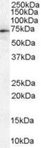 Moesin antibody, GTX89326, GeneTex, Western Blot image 