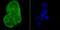 Crystallin Alpha B antibody, NBP2-67149, Novus Biologicals, Immunocytochemistry image 