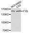 FYN Binding Protein 1 antibody, STJ111947, St John