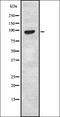 Sweet taste receptor T1R2 antibody, orb336464, Biorbyt, Western Blot image 