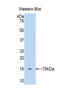 Apelin antibody, LS-C292877, Lifespan Biosciences, Western Blot image 