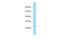 INSSA1 antibody, PA5-45619, Invitrogen Antibodies, Western Blot image 