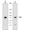 Zinc Finger And BTB Domain Containing 16 antibody, MAB8395, R&D Systems, Western Blot image 