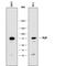 Zinc finger and BTB domain-containing protein 16 antibody, MAB8395, R&D Systems, Western Blot image 