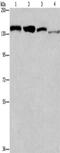 RAD54 Like 2 antibody, CSB-PA935079, Cusabio, Western Blot image 