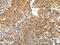 Protein Kinase C Alpha antibody, CSB-PA566617, Cusabio, Immunohistochemistry frozen image 