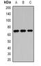 Alpha-1-Microglobulin/Bikunin Precursor antibody, orb377917, Biorbyt, Western Blot image 