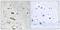 Abhydrolase Domain Containing 4 antibody, GTX87018, GeneTex, Immunohistochemistry paraffin image 