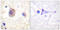 Serine/threonine-protein kinase D1 antibody, LS-C199465, Lifespan Biosciences, Immunohistochemistry frozen image 