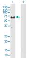 G3BP Stress Granule Assembly Factor 1 antibody, H00010146-B01P, Novus Biologicals, Western Blot image 