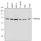 Ubiquitin Associated And SH3 Domain Containing B antibody, AF6696, R&D Systems, Western Blot image 