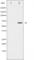 CD19 antibody, abx010517, Abbexa, Western Blot image 