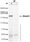 DNA Methyltransferase 1 antibody, ab19905, Abcam, Immunoprecipitation image 