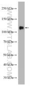 Protocadherin Alpha 6 antibody, 12853-1-AP, Proteintech Group, Western Blot image 