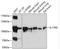 Interleukin 17 Receptor D antibody, A06259, Boster Biological Technology, Western Blot image 