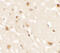 Androgen Induced 1 antibody, 6785, ProSci, Immunohistochemistry frozen image 