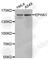 EPH Receptor A1 antibody, A5261, ABclonal Technology, Western Blot image 