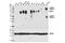 Signal Regulatory Protein Alpha antibody, 13379S, Cell Signaling Technology, Western Blot image 