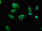Growth Factor Receptor Bound Protein 10 antibody, orb401488, Biorbyt, Immunocytochemistry image 
