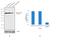 Actinin Alpha 4 antibody, 42-1400, Invitrogen Antibodies, Western Blot image 