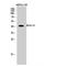 Actin Alpha 1, Skeletal Muscle antibody, LS-C381914, Lifespan Biosciences, Western Blot image 