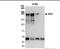 Nuclear Receptor Coactivator 6 antibody, NB200-335, Novus Biologicals, Immunoprecipitation image 