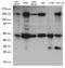Programmed Cell Death 2 Like antibody, LS-C792990, Lifespan Biosciences, Western Blot image 