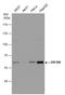 Zinc Finger Protein 266 antibody, GTX123310, GeneTex, Western Blot image 