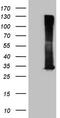 Ras-related protein Rab-3A antibody, TA809539, Origene, Western Blot image 