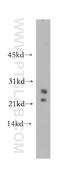 TATA-Box Binding Protein Like 1 antibody, 12258-1-AP, Proteintech Group, Western Blot image 
