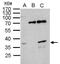 BUD23 RRNA Methyltransferase And Ribosome Maturation Factor antibody, PA5-21698, Invitrogen Antibodies, Immunoprecipitation image 